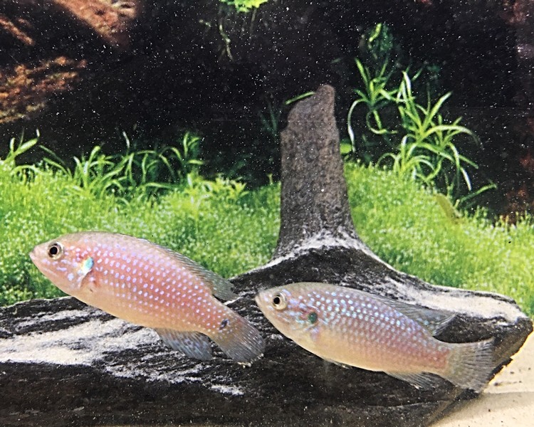 Jewel Cichlid ~ 6cm - 8cm